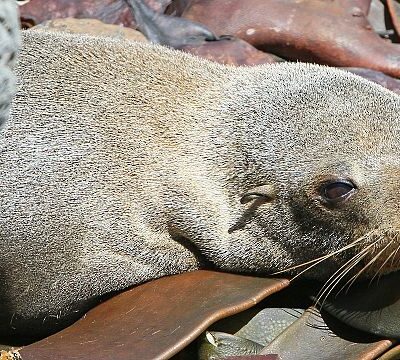 Sea lion hunting season opens in Namibia