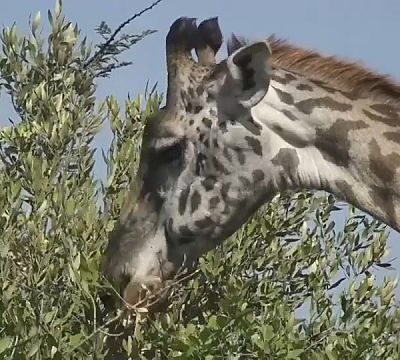 Masai giraffes at increased risk after subspecies divides into two