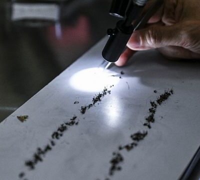 Scientist discover bacteria which could help tackle malaria