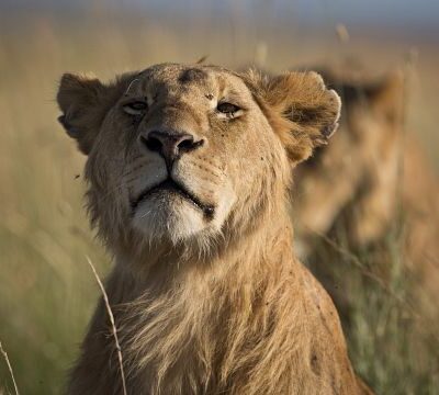 Wild lion population dwindling as 90% disappear from historical habitat