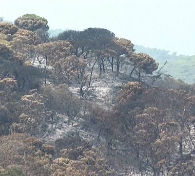 Morocco: Authorities battle flames destroying forest cover