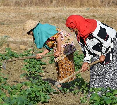 Working in the heat: Tunisian farm labourer says ‘we have no choice’