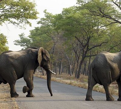 Water shortage pushes wildlife to migrate from Zimbabwe