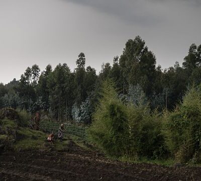 Rwanda: an AI platform for small holder farmers