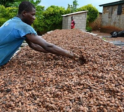 Ivory Coast: Cocoa production expected to fall by 28.5% in Q1