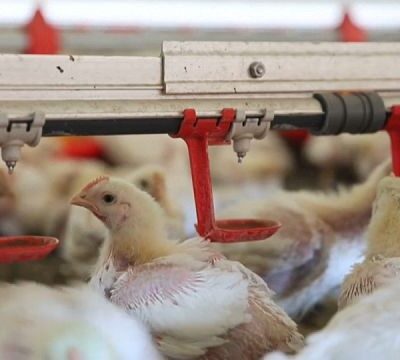 South Africa scrambles to stop outbreak of avian flu
