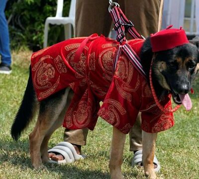 Nigeria: Dogs walk the runway in traditional costumes at Lagos carnival