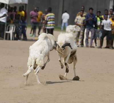 Nigeria: Ram fighting continues without regulation despite animal rights concerns