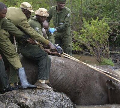 21 black rhinos relocated to Kenya’s Loisaba Conservancy