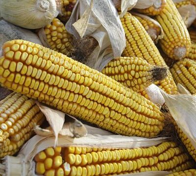 Zambia bans maize exports over dry spell