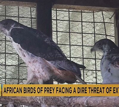 Africa’s birds of prey under threat of extinction