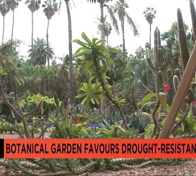 Marrakech’s botanical garden adapts to survive climate change