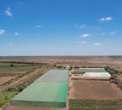 Somalia: Greenhouse farming to combat food insecurity