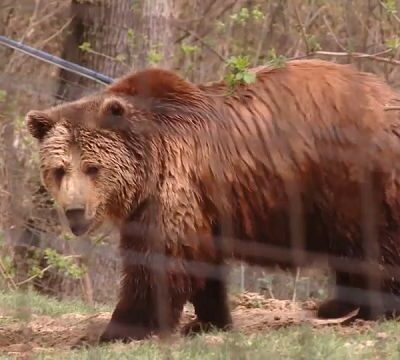 Romania: A Sanctuary for brown bears