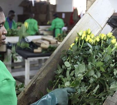 UK lifts tariffs on east African flower exports to boost trade