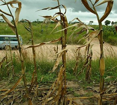 Zimbabwe: El Nino-linked drought threatens maize production