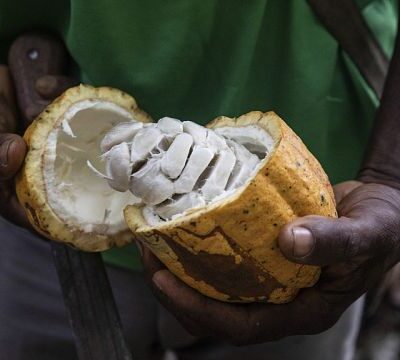 Cameroon: chocolate-makers squeezed by high cocoa prices