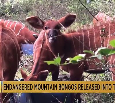 Critically endangered mountain bongos released into the wild in Kenya