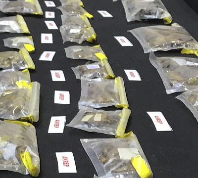 Museum curator detained at Turkish airport for smuggling spider and scorpion samples