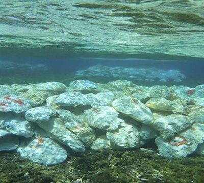 World Oceans Day: Coral reefs experiencing bleaching