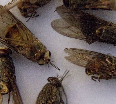 Chad joins other countries in eliminating sleeping sickness