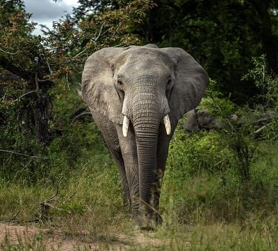 World elephant day: advocating for the future of elephants