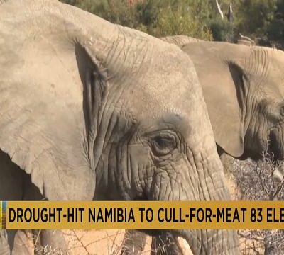 Namibia to cull over 700 wild animals, including 83 elephants