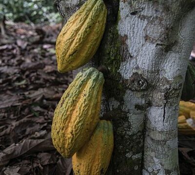 Ghana to raise cocoa farmgate price