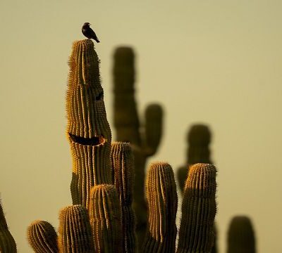 “Cactus Thiemann Garden” establishes as one of the largest of its kind in Africa
