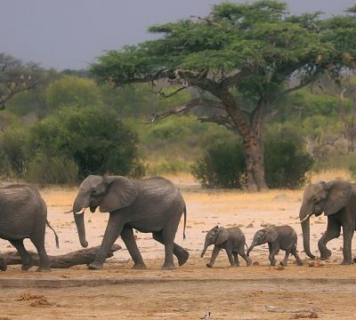 Zimbabwe announces plans to cull dozens of elephants, due to food shortages from drought