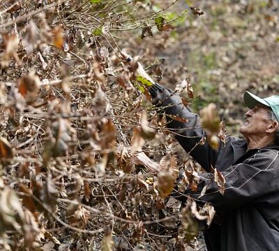 Brazil drought hits coffee farms and threatens to push prices even higher