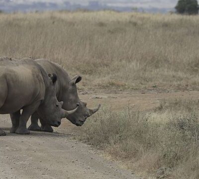 Scientists edge closer to saving the Northern White Rhino from extinction
