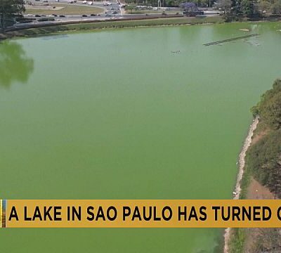A lake in Sao Paulo turns green due to algae bloom