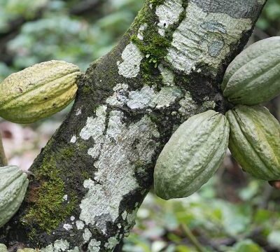 Ivory Coast: Rising cocoa farmgate price fails to convince