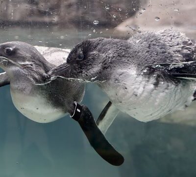 UK zoo welcomes endangered African Penguin chicks