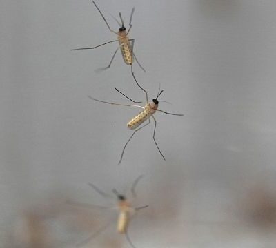 WHO declares Egypt malaria-free after 100-year effort
