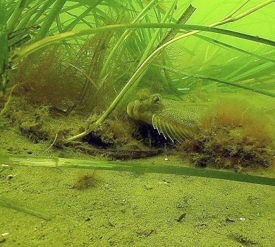 The battle to save seagrass off Kenya’s coast
