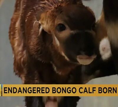 Critically-endangered bongo antelope calf born in British safari park