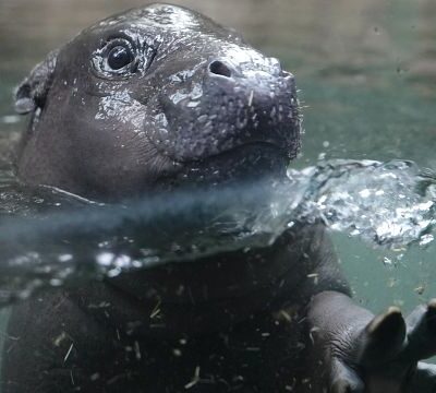 Baby pygmy hippo Toni’s underwater debut delights berlin zoo visitors