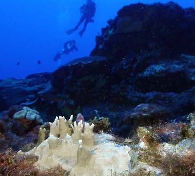 Fourth mass coral bleaching prompts UN alarm