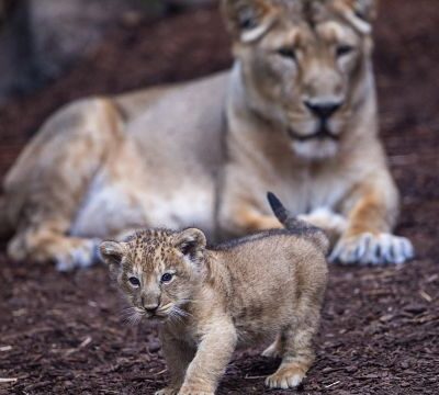 Rare Atlas lion cub celebrated in Morocco as an important moment in conservation