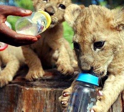 Footage of three rare Northern African lion cubs released