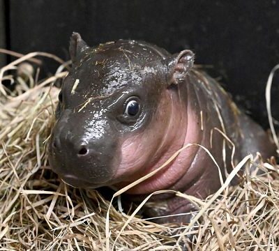 Endangered pygmy finally meets public in Virginia zoo