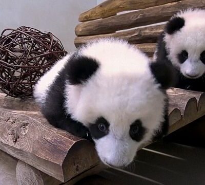 Berlin Zoo’s new play area for baby pandas