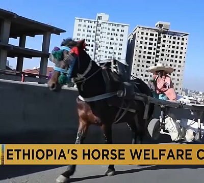 Ethiopian vets raise awareness about health and welfare of working horses