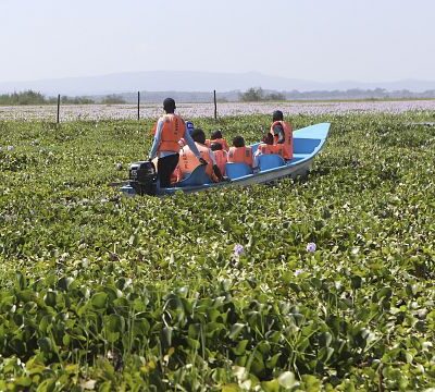 Kenyan start-up turning invasive plant into biodegradable packaging