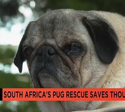 Rescue centre in South Africa saves thousands of abandoned pugs
