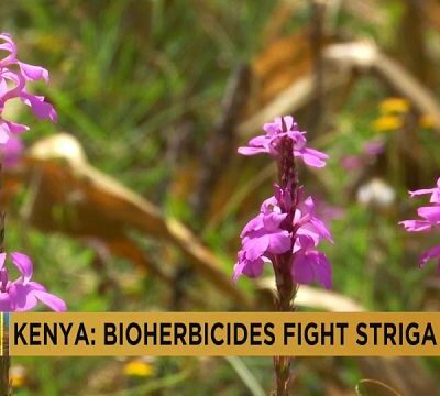 Kenya: Farmers use bioherbicide to fight crop-killing ‘witchweed’