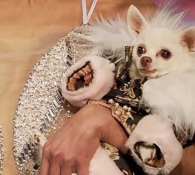 New York Fashion Week haute couture show for pets