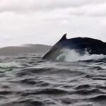 Humpback whale swallows, then releases, kayaker in Chilean Patagonia